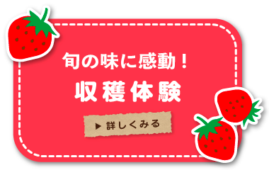 収穫体験