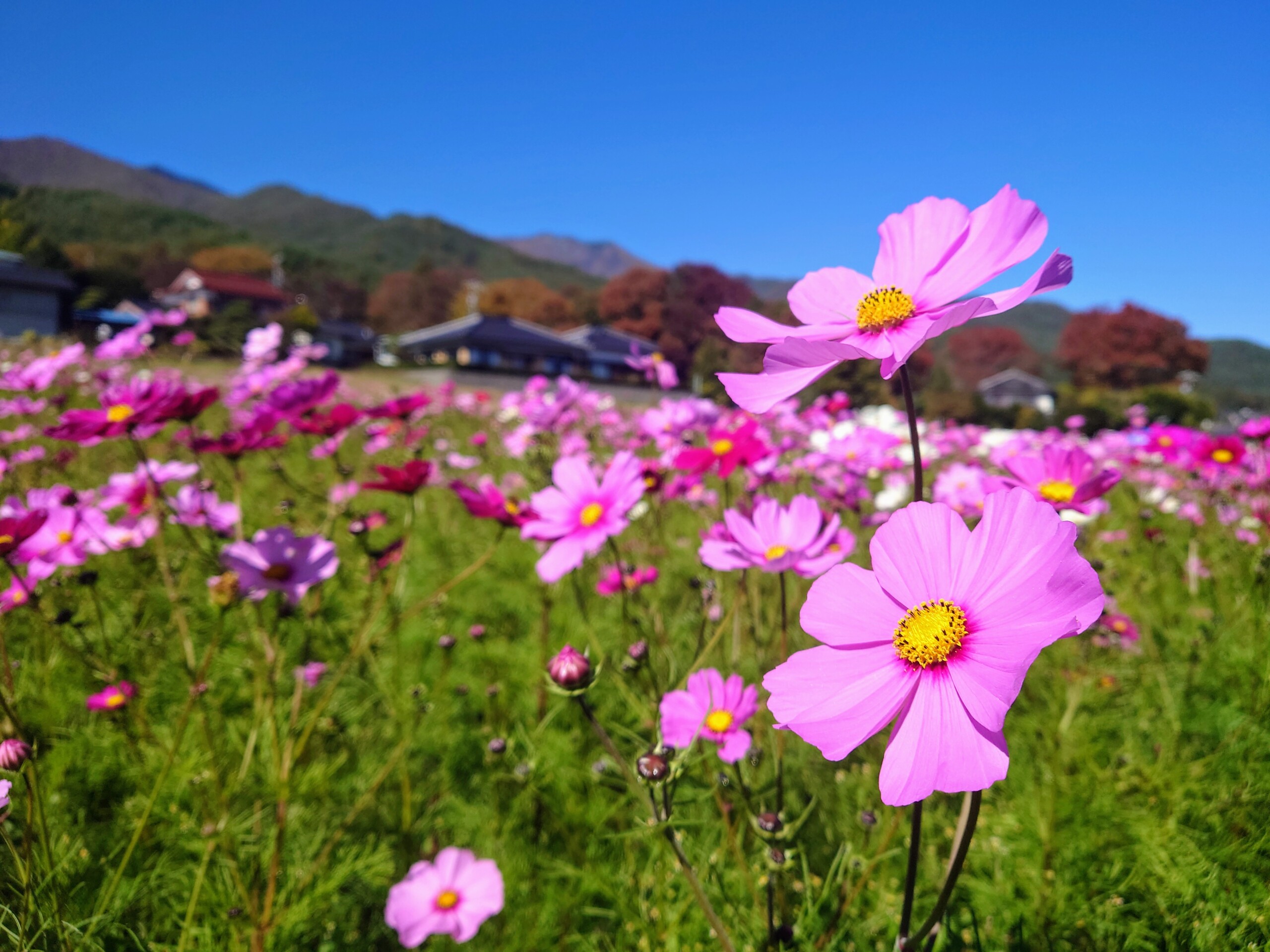 ✿コスモス-秋桜-が見頃になっています✿ | みはらしファーム