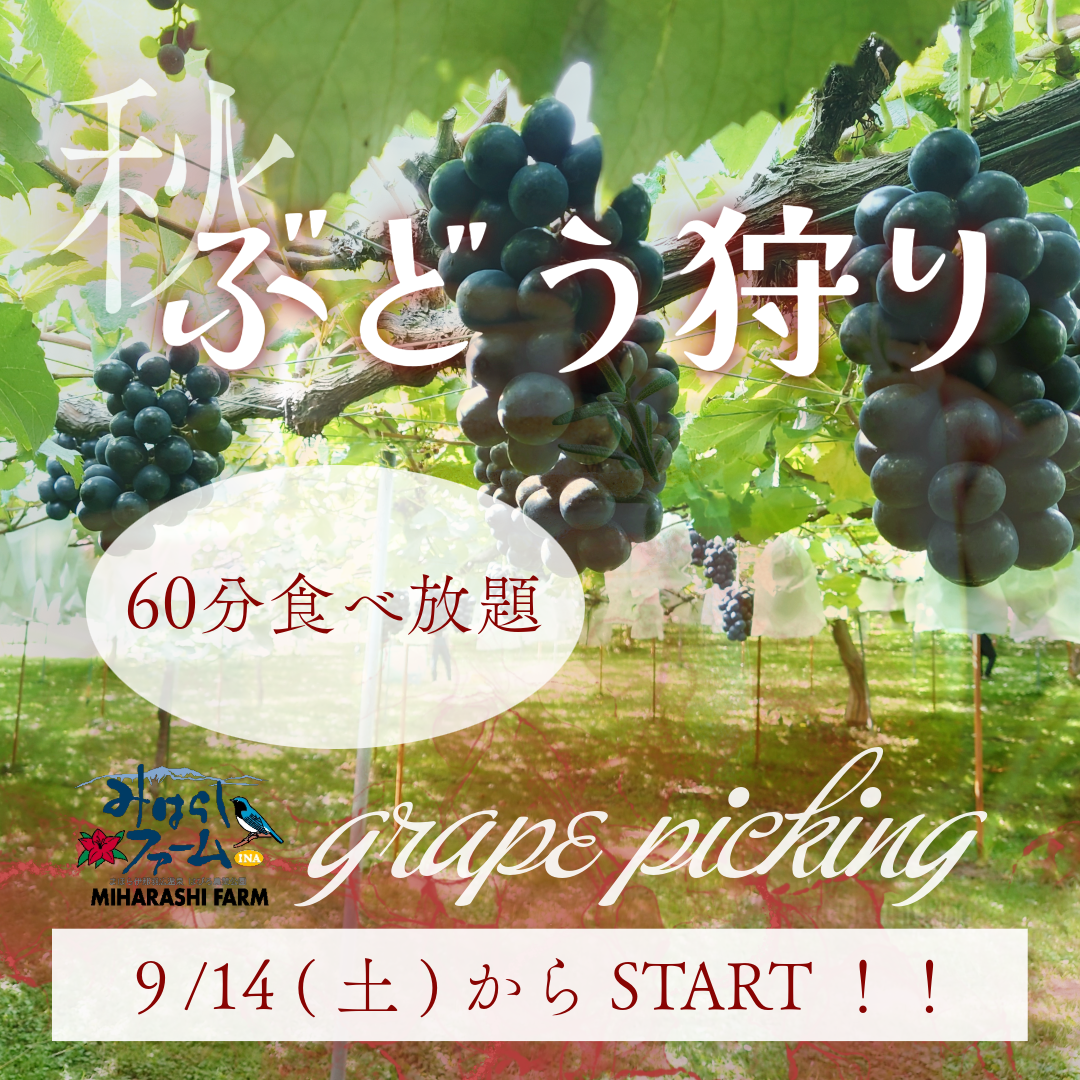 2024年みはらしファームのりんご狩り