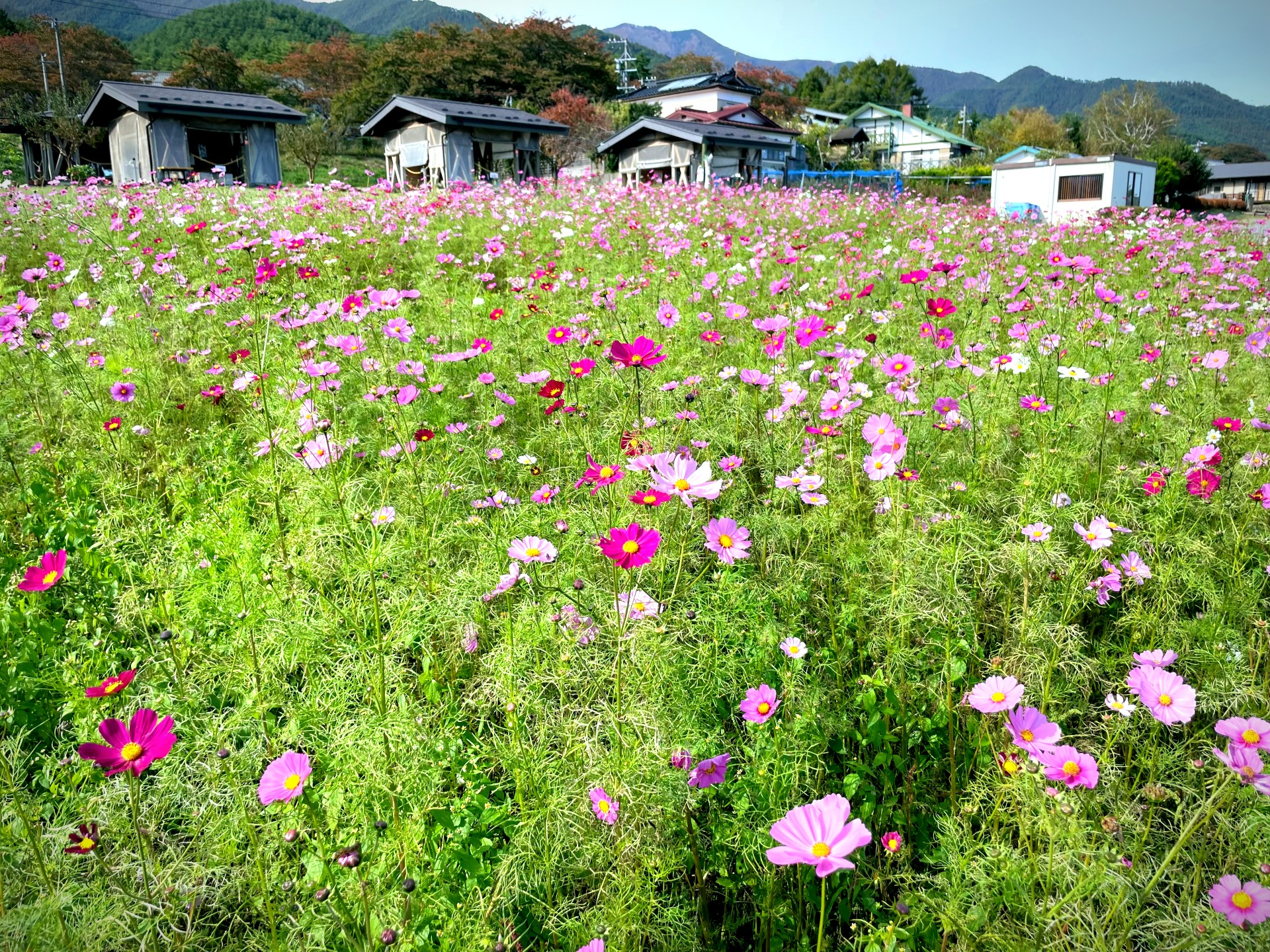 ✿コスモス-秋桜-が見頃です✿ | みはらしファーム