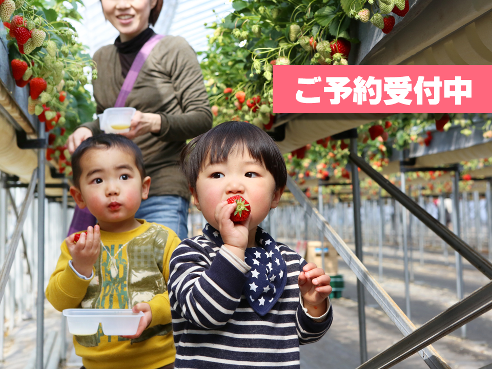 flora 大出血在庫処分ページになります。 当店ご利用のお客様へお知らせです。渡邉いちご園は火曜定休のため