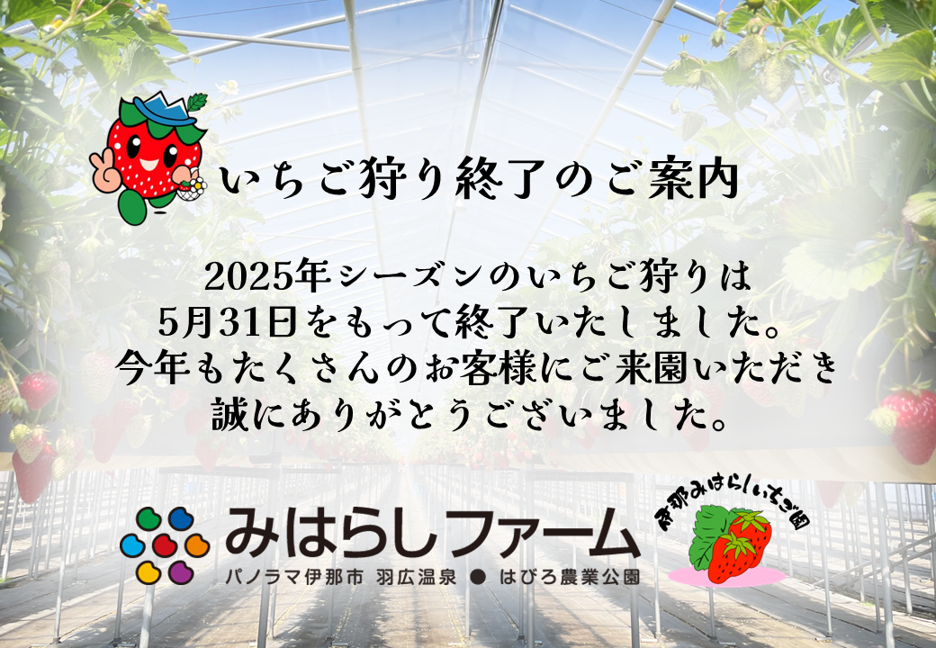 いちご狩り 2025年シーズンの終了のご案内 | みはらしファーム